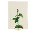 Κάρτα με Κίνηση Τριαντάφυλλο