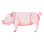 Κάρτα 3D Γουρούνι