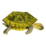 Κάρτα 3D Χελώνα