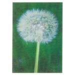 Κάρτα 3D Λουλούδι Δανδελίων