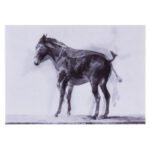 Κάρτα 3D Γάιδαρος