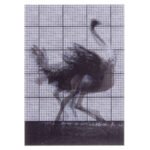 Κάρτα 3D Στρουθοκάμηλος