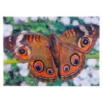 Κάρτα 3D Πεταλούδα