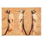 Kάρτα 3D Σουρικάτα