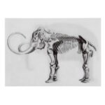 Κάρτα 3D Μαμούθ