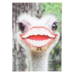 Κάρτα 3D Στρουθοκάμηλος