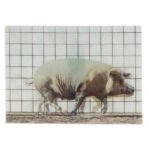 Κάρτα 3D Γουρούνι