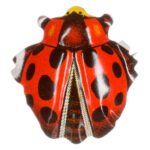 Μεταλλικές Καρφίτσες - Έντομα