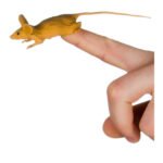 Ποντικάκι Δαχτυλόκουκλα